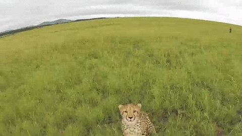 -гепард-что-то-тут-не-так-интересное-1880704