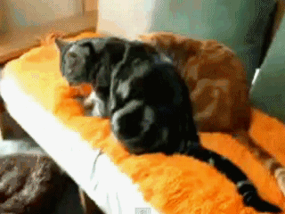 1360582680_post313605742894019