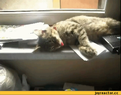 D0B3D0B8D184D0BAD0B8D18FD0B7D18BD0BAD0BAD0BED182249249