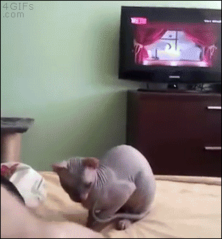 Hairless-cat-stands