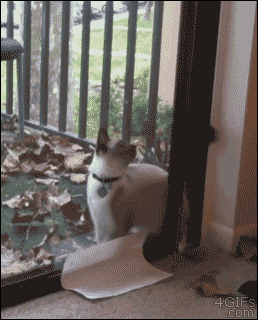 Cat-backs-through-door