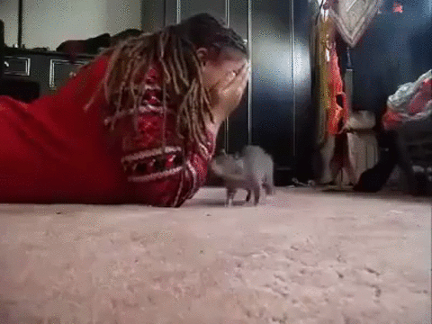 Ручная крыска