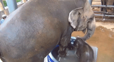 gif-слоненок--накуй-с-пляжа-песочница-2296327