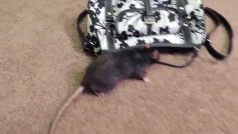 -крыса-живность-деньги-2296656