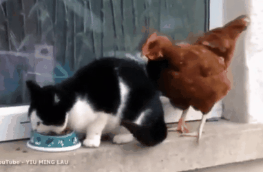 316a71ad355b79b44cc425753c0