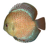 Leopard-Snakeskin1_zpsd3abf936[1]