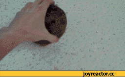 D0BAD0BED0BAD0BED181D0B3D0B8D184D0BAD0B8D0BAD0B0D0BAD0B4D0BED0B1D18BD182D18CD0BAD0BED0BAD0BED181D0BE