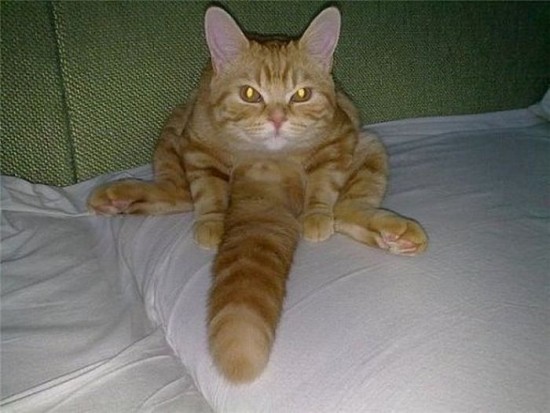 Kote