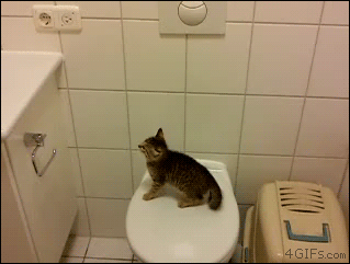 Cat fail2