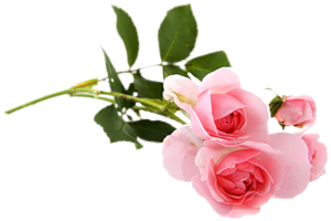 96556109_0_661a2_4db5b890_M