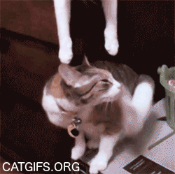 gifs_24 (6)