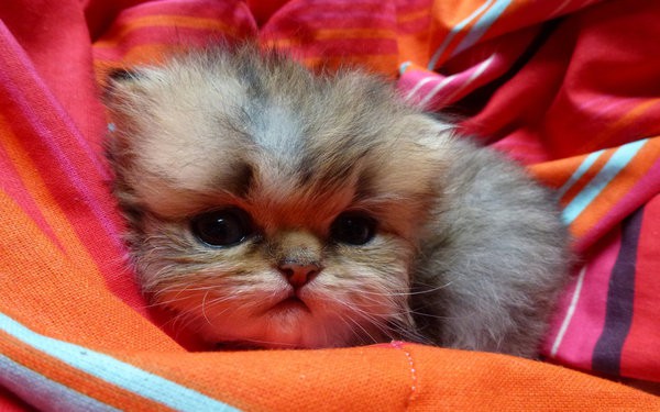 1440180762_1526332366