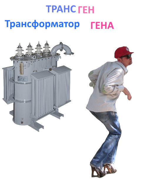 трансгена