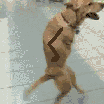 Dog gif
