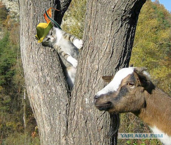Робин-кот
