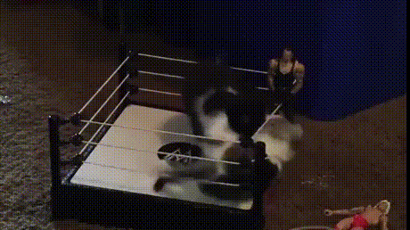 кошачьи бои