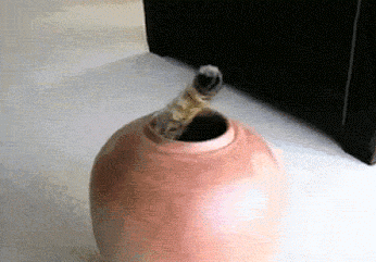 Котоцветок