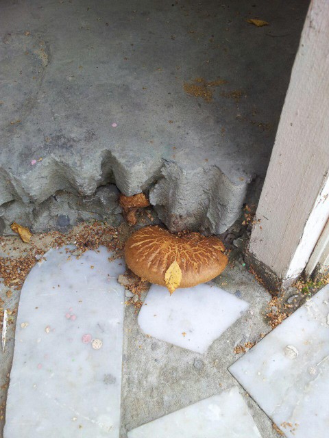 7ae47ed80deb21410c73f655cbcf997c552cc10974ea0fae629ce88276f2abd2