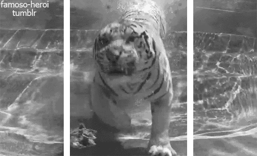 giphy