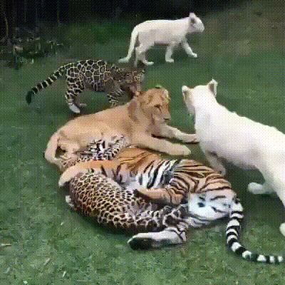 -тигр-лев-Леопард-2324730