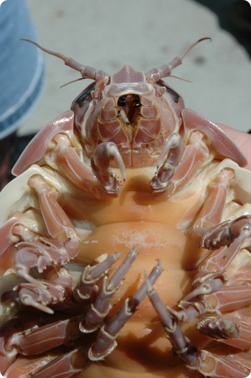 isopod-11