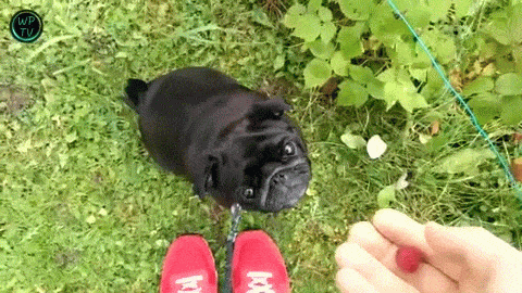 ягодка, мать твою