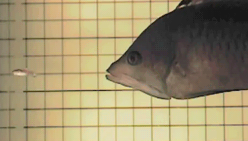 gifs_13