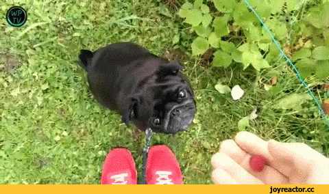 D0B3D0B8D184D0BAD0B8D0BFD191D181D0B8D0BAD0BED0BCD0BDD0BED0BCD0BDD0BED0BC2413825