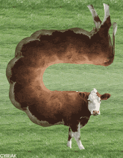 cowcurve