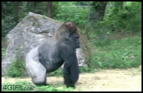gorilla-priora