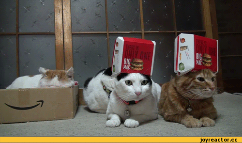 кошачьи игры