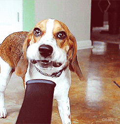 giphy (3)