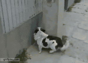 giphy (5)