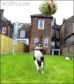 giphy (13)