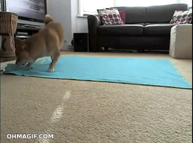 giphy (15)
