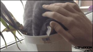 1442604126_1441061295