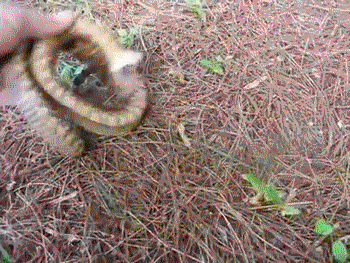 -живность-Змейка-притворюшка-2434878