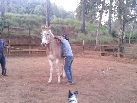 Solitary knight - Imgur