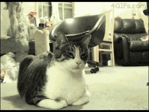 1438499168_1196892872