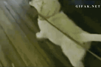 gifs_19 (1)