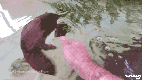 gifs_21