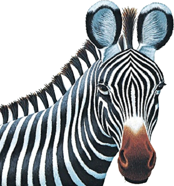 zebra