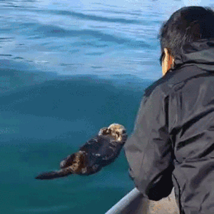 -выдра-живность-кто-здесь-2481542