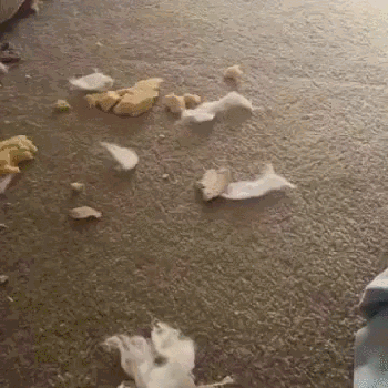 1444054085_1669821936