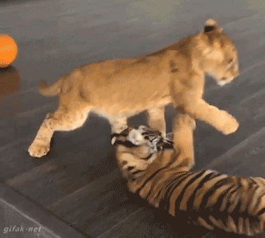 -живность-котэ-2469000