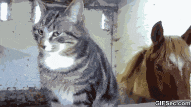 FunnyGIFCatvs.Horse