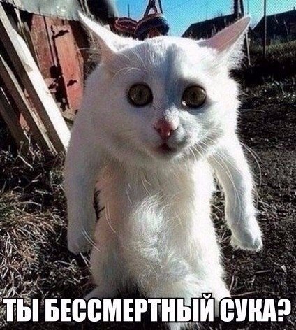 бессмертный шоле сука