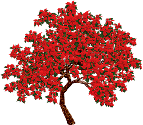 79821142_PoinsettiaTree_02_mm