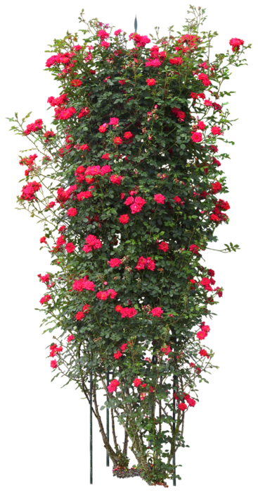 70230850_1296859830_806566f69da5