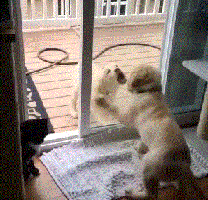 1445258988_1718217493